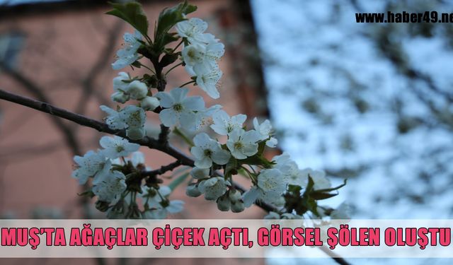 Muş'ta çiçek açan ağaçlar görsel şölen sundu