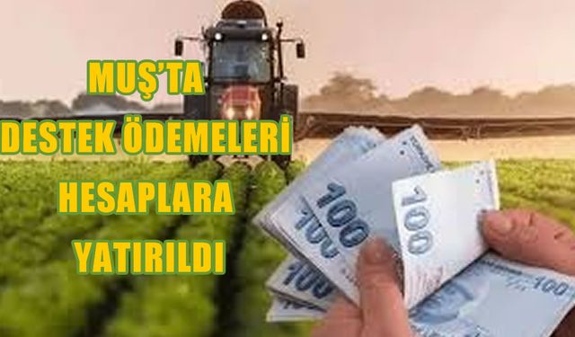 Muşlu çiftçiler dikkat: Buzağı desteği  ödemeleri başladı