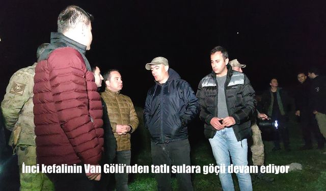 İnci Kefalinin Mucizevi Göçü Başladı: Binlerce Balık Van Gölü’nden Tatlı Sulara Akın Ediyor