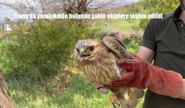 Elazığ’da Yaralı Halde Bulunan Şahin Koruma Altına Alındı