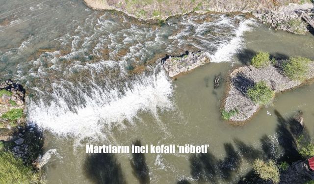 Van Gölü’nde Martılar ve İnci Kefali Arasında Savaş: Göç Nöbeti