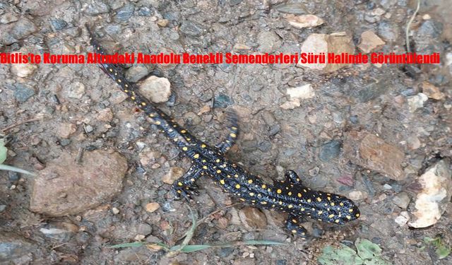Bitlis’te Koruma Altındaki Anadolu Benekli Semenderleri Sürü Halinde Görüntülendi