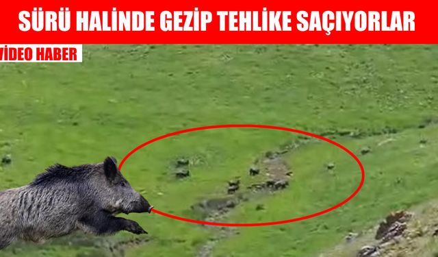 Muş’ta domuz sürüsü kameralara takıldı