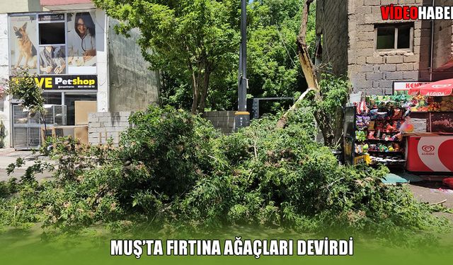 Muş'ta şiddetli fırtına: Ağaçlar devrildi, yollar kapandı