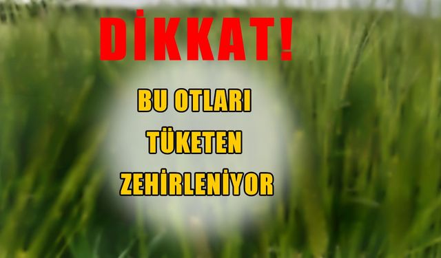 Muşlular dikkat: Bu otları yiyenler zehirleniyor!