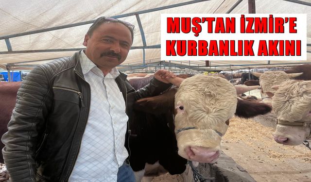 Muş’un kekikli dağlarında büyüyen kurbanlıklar İzmir’de yoğun ilgi gördü