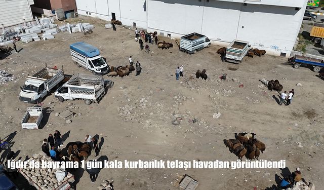 Iğdır’da Kurbanlık Hareketliliği Havadan Görüntülendi: Bayram Öncesi Yoğun Talep