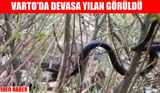 Muş'ta görülen 2 metre uzunluğundaki yılan köylüleri tedirgin etti