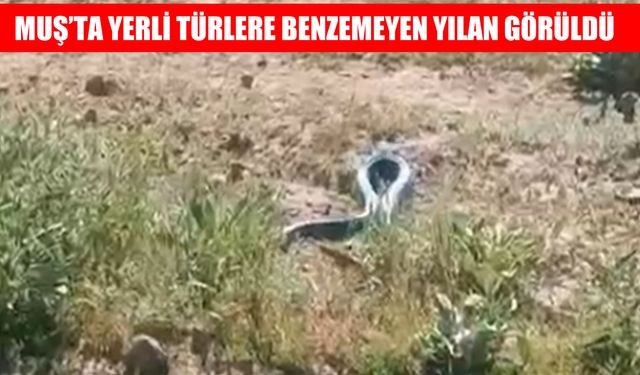 Muş'ta endişe yaratan görüntü: Üçsırt Köyü'nde dev yılan kameraya yansıdı