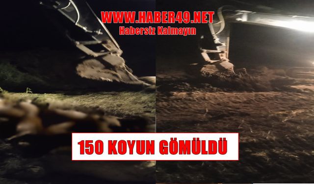 Muş’ta telef olan 150 koyun iş makineleriyle gömüldü