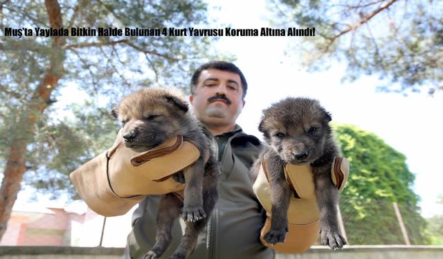 Muş'ta yaylada bitkin halde bulunan 4 kurt yavrusu koruma altına alındı!