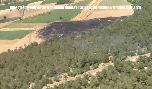 Bursa Yenişehir’de 30 Dönümlük Buğday Tarlası Anız Yangınıyla Külle Kaplandı