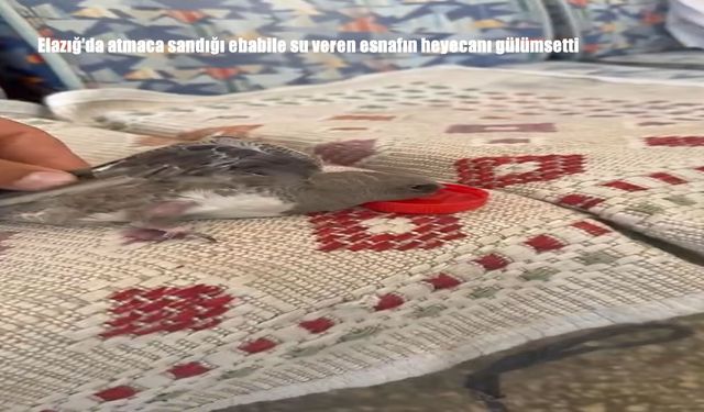 Atmaca Sandı, Ebabil Çıktı! Elazığ’da Kuşa Su Veren Esnafın Anları Gülümsetti