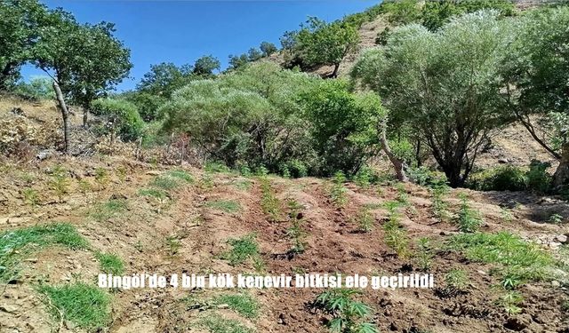 Bingöl'de Uyuşturucuya Geçit Yok: 4 Bin 314 Kök Kenevir Ele Geçirildi