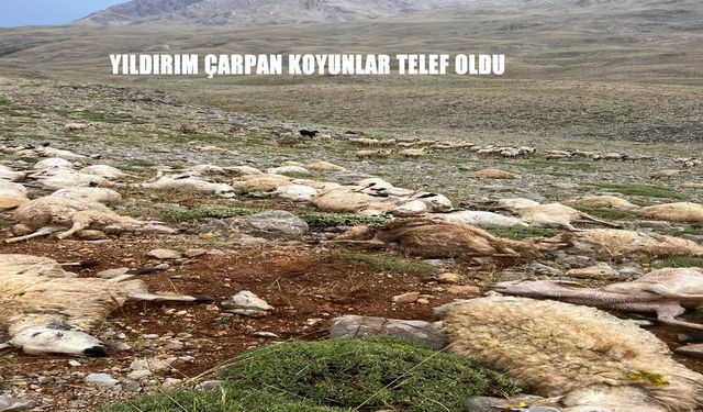 Şiddetli yağış yaylada felakete yol açtı 200 koyun telef oldu