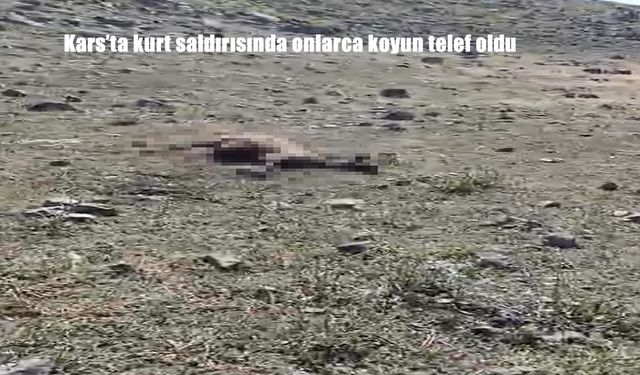 Kars’ta Kurt Dehşeti: Sürüyü Basan Kurtlar Onlarca Koyunu Telef Etti
