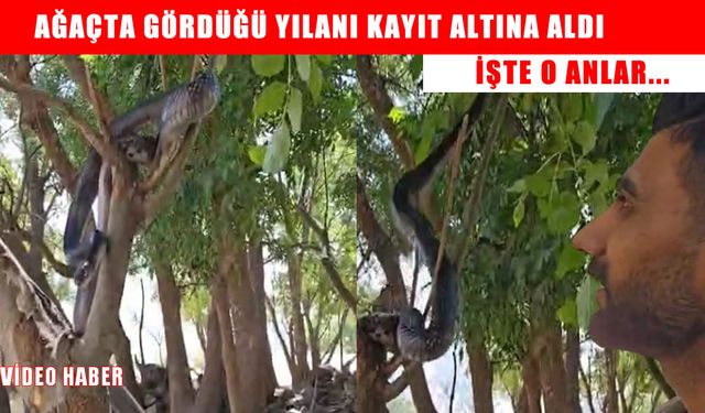 Muş’ta bir çoban, ağaçtaki yılanı kayda aldı