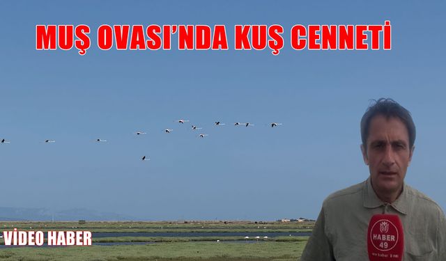 Muş Ovası’nda göçmen kuşların hareketliliği artıyor: Doğa canlanıyor
