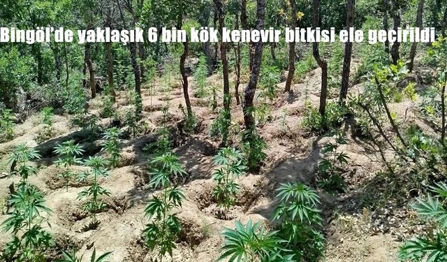 Bingöl Kırsalında Uyuşturucu Operasyonu: 5 Bin 947 Kök Kenevir Ele Geçirildi