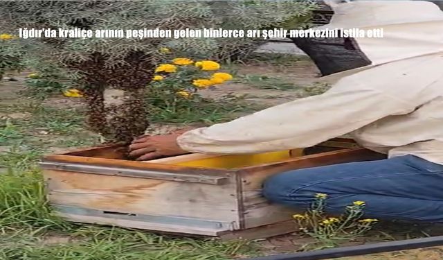 Iğdır’da Kraliçe Arının Peşinden Giden Binlerce Arı Şehir Merkezini İstila Etti