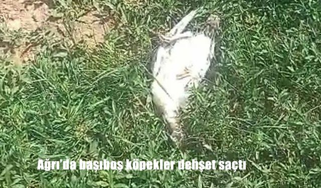 Ağrı Patnos'ta Başıboş Köpeklerin Saldırısı: 25 Hindi ve Tavuk Telef Oldu