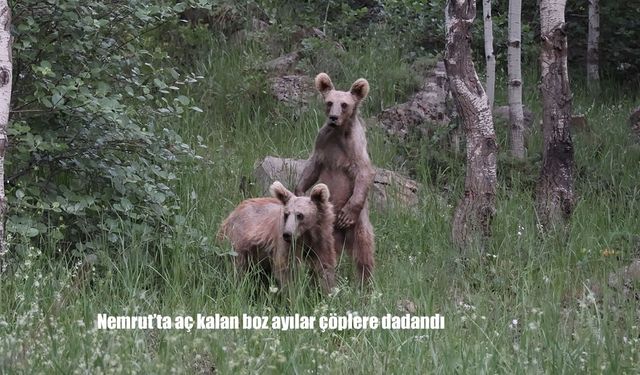 Nemrut Kalderası’nda Aç Kalan Boz Ayılar Çöplere Dadandı: Uzmanlardan Ziyaretçilere Kritik Uyarılar