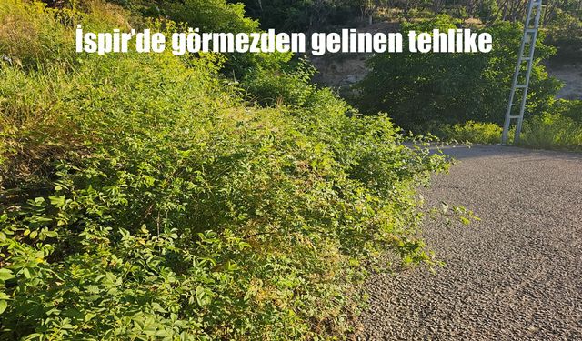 İspir Yollarında Tehlike Büyüyor: Görüş Mesafesini Kapatıyor, Kazalara Davetiye Çıkarıyor!