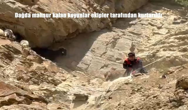Hakkari’de Dağda Mahsur Kalan 7 Koyun 5 Saatlik Operasyonla Kurtarıldı