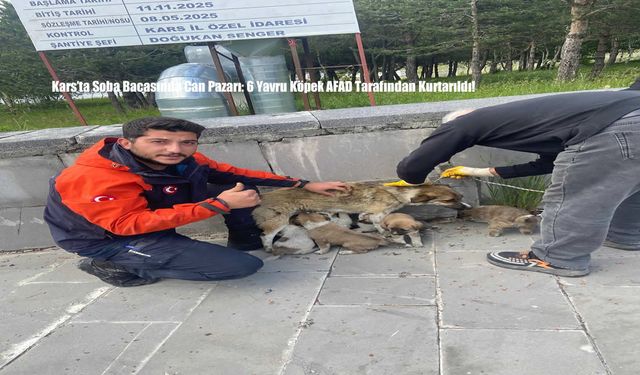 Kars’ta Soba Bacasında Can Pazarı: 6 Yavru Köpek AFAD Tarafından Kurtarıldı!
