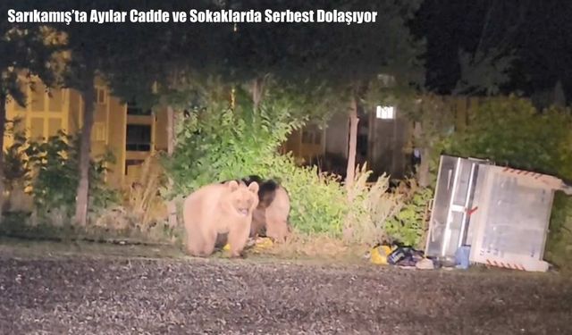 Sarıkamış’ta Ayılar Cadde ve Sokaklarda Serbest Dolaşıyor