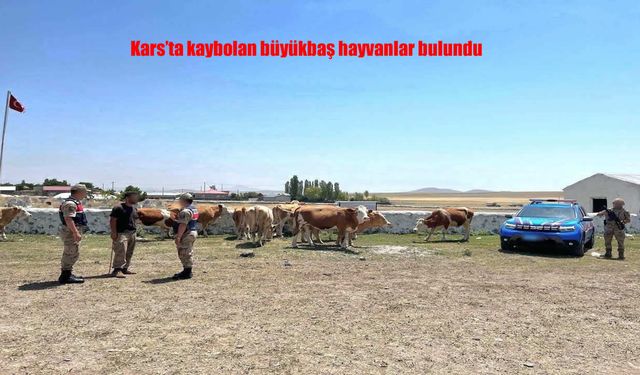 Kars’ta Kaybolan Büyükbaş Hayvanlar Jandarma Tarafından Bulundu