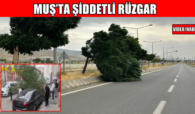 Muş’ta şiddetli rüzgar: Ağaç, arabanın üzerine devrildi