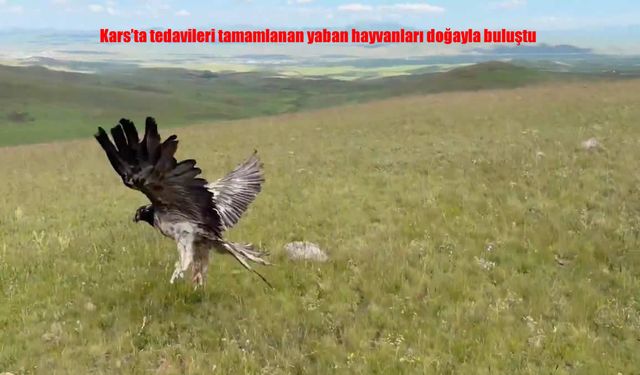 Kars'ta Sağlıkları Yenilenen Yaban Hayvanları Doğayla Buluştu