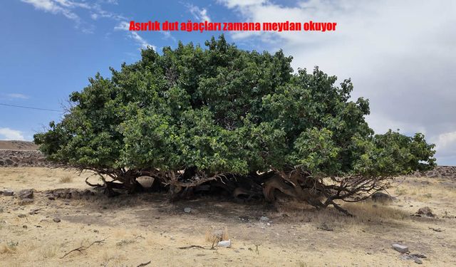Van’ın Erciş İlçesindeki Asırlık Dut Ağaçları Zamana Direniyor