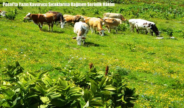 Posof’ta Yazın Kavurucu Sıcaklarına Rağmen Serinlik Hâkim