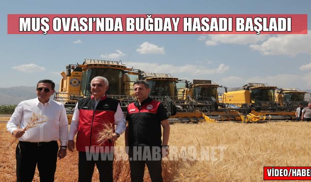 Muş Ovası'nda buğday hasadı başladı: Türkiye'nin üçüncü büyük tarım alanında bereketli sezon
