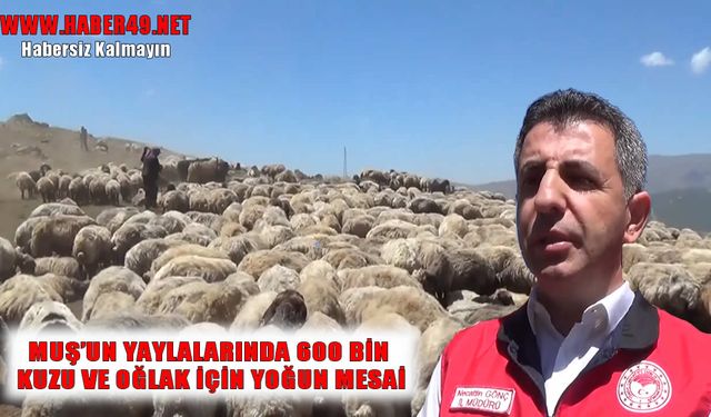 Muş’ta küçükbaş hayvanları aşılama ve küpeleme seferberliği başladı