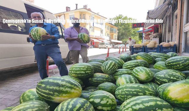 Çemişgezek’te Susuz Yetiştirilen ‘Hıdıroz’ Organik Karpuzları Tezgahlarda Yerini Aldı