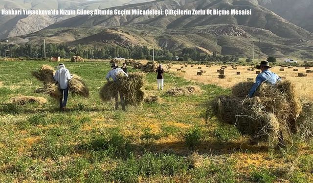 Hakkari Yüksekova’da Kızgın Güneş Altında Geçim Mücadelesi: Çiftçilerin Zorlu Ot Biçme Mesaisi