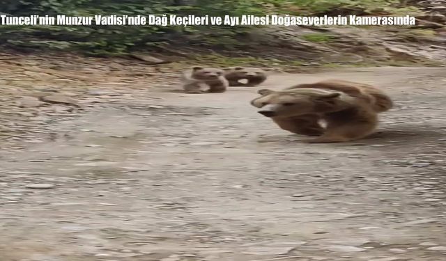 Tunceli’nin Munzur Vadisi’nde Dağ Keçileri ve Ayı Ailesi Doğaseverlerin Kamerasında