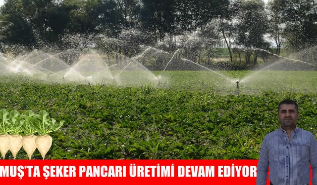 Muş’ta şeker pancarı üretimi devam ediyor: Hedef 380 bin ton