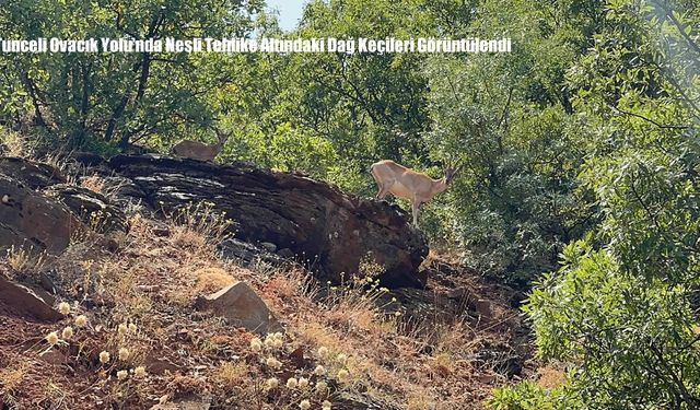 Tunceli Ovacık Yolu’nda Nesli Tehlike Altındaki Dağ Keçileri Görüntülendi