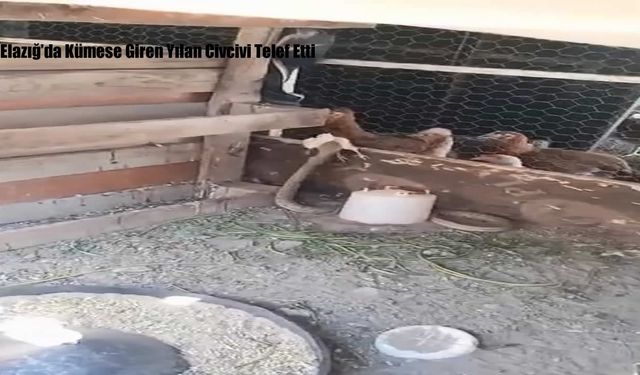 Elazığ’da Kümese Giren Yılan Civcivi Telef Etti