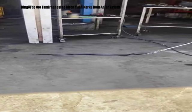 Bingöl'de Oto Tamirhanesine Giren Yılan Korku Dolu Anlar Yaşattı
