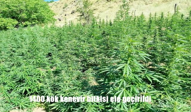 Bingöl’de bin 400 kök kenevir bitkisi ele geçirildi