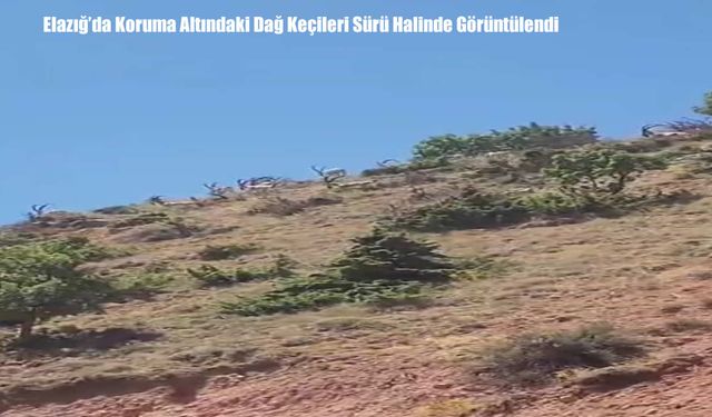 Elazığ’da Koruma Altındaki Dağ Keçileri Sürü Halinde Görüntülendi