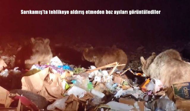 Sarıkamış’ta Boz Ayılarla Tehlikeli Yakınlaşma!