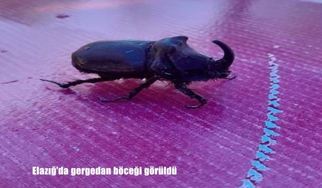 Elazığ’da nadir görülen gergedan böceği doğada görüntülendi