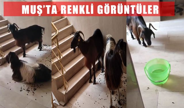 Muş’ta keçilerin sıcakla imtihanı: Apartmana girdiler, asansörle indirildiler