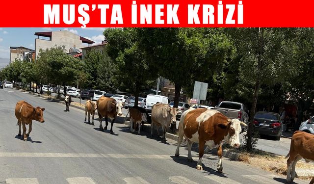 Muş’ta başı boş inekler trafik güvenliğini tehdit ediyor